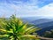 agave tree front view mountain multi layer with green tree. high forest fresh air and fog in morning sunrise. Thailand tropical