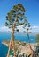 Agave tree, nafplio, greece