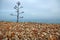 Agave tree on a rolling stone beach