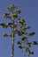 Agave trees on hills of Athens, Greece