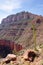 Agave utahensis var. kaibabensis in Grand Canyon