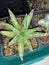 Agave Victoria Regina,succulent