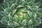 Agave victoria-reginae cactus closeup view