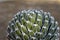 Agave victoria reginae geometrical leaves