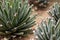 Agave victoriae reginae