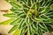 Agave victoriae-reginae `Golden Princess` , Beautiful Cactus