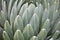 Agave victoriae reginae leaves background