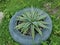 Agave vivipara plants grows on the tyre.