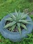 Agave vivipara plants grows on the tyre.