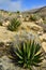 Agave, yucca, cacti and desert plants in a mountain valley landscape in New Mexico