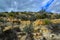 Agave, yucca, cacti and desert plants in a mountain valley landscape in New Mexico