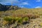 Agave, yucca, cacti and desert plants in a mountain valley landscape in New Mexico