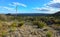 Agave, yucca, cacti and desert plants in a mountain valley landscape in New Mexico