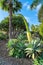 Agavea an palm trees growing on Tenerife Spain