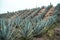 agaves on the hills