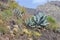 Agaves on the island of Tenerife