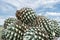 The agaves are on top of the truck to be taken to the tequila factory.