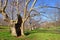 Age-old plane trees in the public park of Borghese, Rome