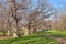 Age-old plane trees in the public park of Borghese, Rome