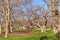 Age-old plane trees in the public park of Borghese, Rome