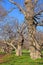 Age-old plane trees in the public park of Borghese, Rome