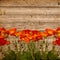 Aged background with line of poppies