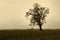 Aged Bare Oak Tree in Winter Fog