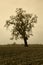 Aged Bare Oak Tree in Winter Fog