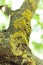 Aged bark tree, lichen symbiosis, algae background