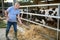 Aged farmer feeding cows with haylage in cowshed