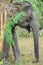 Aged female elephant foraging close-up headshot side view
