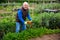 Aged gardener harvesting carrots