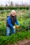 Aged gardener harvesting carrots