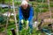 Aged gardener tying up pea plants
