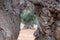 Aged gnarled olive trees in a field near Alberobello in Puglia, South Italy.g