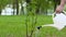 Aged man hand watering bush sapling with can in park, environment protection