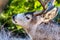 An aged mule buck deer, the head of the herd, curls his lips in rut - close up