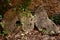 Aged old mill millwheel stone wheel in Spain