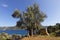 Aged olive tree with Mediterranean scene, Turkey