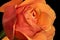 Aged orange rose blossom heart macro