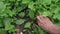 Aged person hand gathers fresh pink radish with green leaves