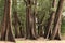 Aged Pine Wood Forest against Wind from Ocean beach, abstract lo