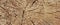 Aged Pine Wood Grain Wide Texture Close-up