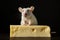 Aged Rat cheese. Generate Ai