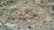 Aged rough cement plaster. Hardened concrete mass_2