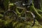 Aged rusty bicycle in wild mossy vegetation. Generate ai