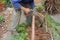 Aged senior gardener, cut down a cypress tree