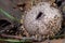 Aged Spiny puffball, Lycoperdon echinatum, in fallen leaves. Macro. Focus stacked image.