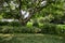 Aged tree by lotus pond in sunny verdant summer