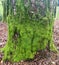 Aged tree stump with a lush, emerald-green moss growing over it